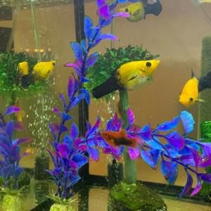 Meet your Posher, Diane